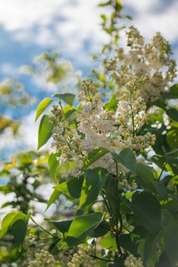 Güzel çiçek çiçeklenme kiraz ağacının görünümü kapatın