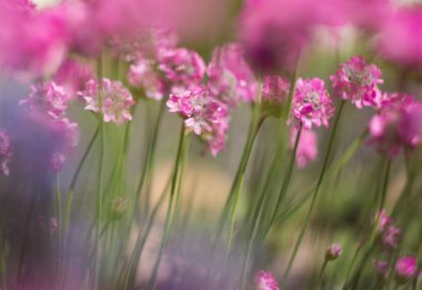 parlak güzel renkli taze çiçekler, çok güzel çiçekler