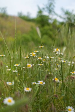 parlak güzel renkli taze çiçekler, çok güzel çiçekler