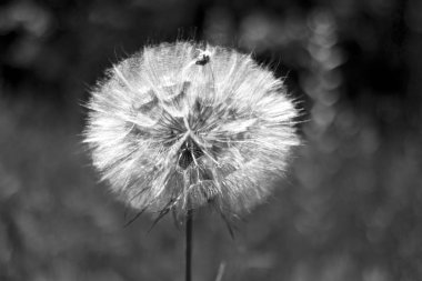 parlak güzel renkli taze çiçekler, çok güzel çiçekler