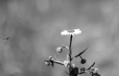 parlak güzel renkli taze çiçekler, çok güzel çiçekler