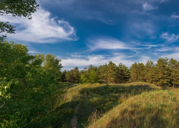 Сосновый Лес Зеленой Лужайкой Облачным Небом — стоковое фото