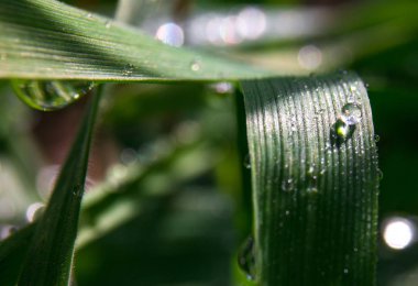 Çiğ yeşil çim görünümünü kapat