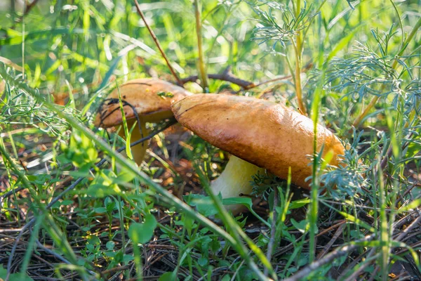 Bellissimi Funghi Nel Bosco Vista Vicino — Foto Stock