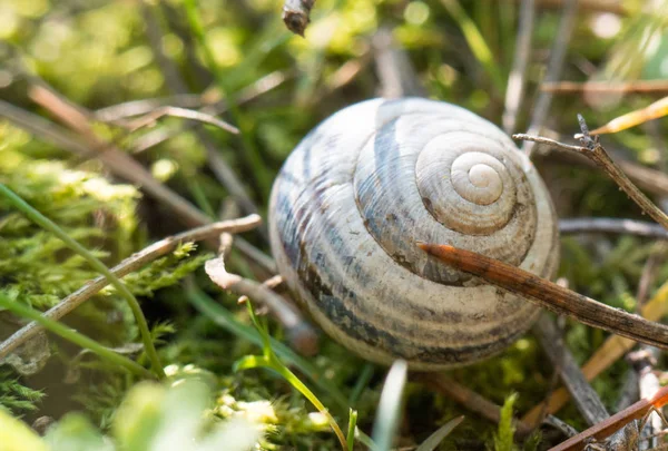 Små Smukke Snegle Snegleskal - Stock-foto