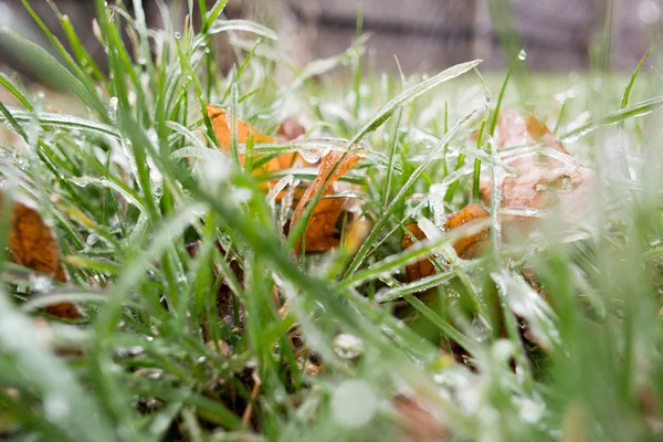 Grünes Gras Textur Frühlingsgras Grüne Tapete Erste Frühlingsgras — Stockfoto