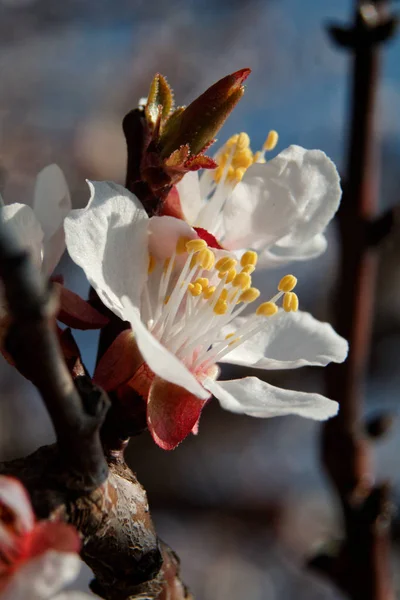 Vista Cerca Hermosas Flores Manzano Flor — Foto de Stock