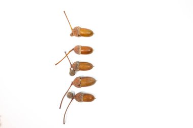 Beyaz arka plan üzerinde izole meşe palamutları görünümünü kapat