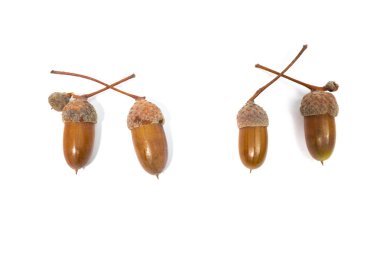 Beyaz arka plan üzerinde izole meşe palamutları görünümünü kapat