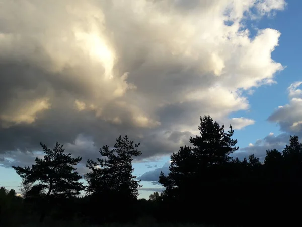 Πευκοδάσος Συννεφιασμένο Ουρανό — Φωτογραφία Αρχείου