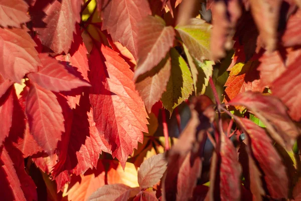 Close View Red Autumnal Leaves Outdoors — Stock Photo, Image