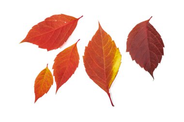 Beyaz arka plan üzerinde izole parlak sonbahar yaprakları