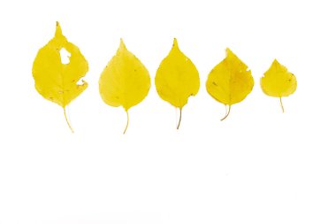 Beyaz arkaplanda sonbahar yaprakları