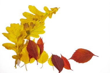 Beyaz arka plan üzerinde izole parlak sonbahar yaprakları