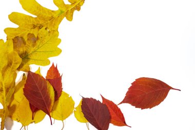 Beyaz arka plan üzerinde izole parlak sonbahar yaprakları