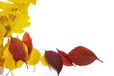 Beyaz arka plan üzerinde izole parlak sonbahar yaprakları