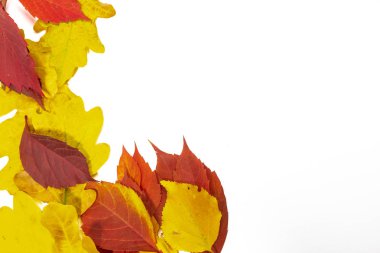Beyaz arka plan üzerinde izole parlak sonbahar yaprakları