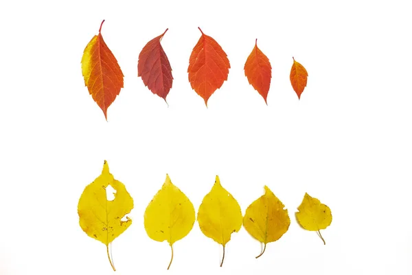 Autumn Leaves White Background — Stock Photo, Image