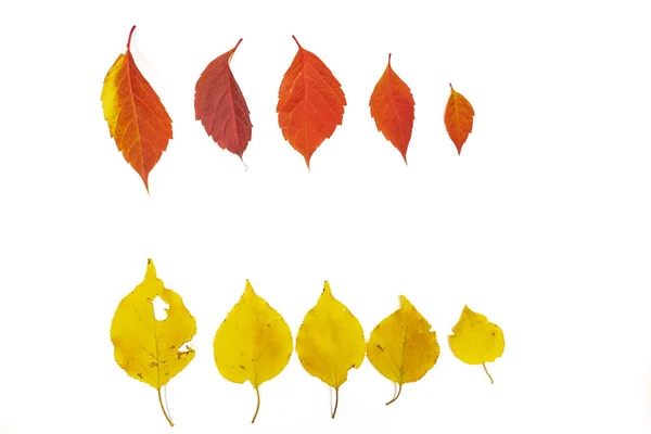 Autumn Leaves White Background — Stock Photo, Image