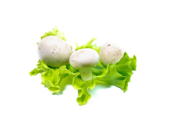 Verse Champignon Champignons Groene Sla Bladeren Geïsoleerd Witte Achtergrond — Stockfoto