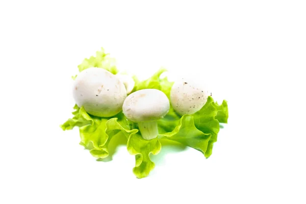 Verse Champignon Champignons Groene Sla Bladeren Geïsoleerd Witte Achtergrond — Stockfoto