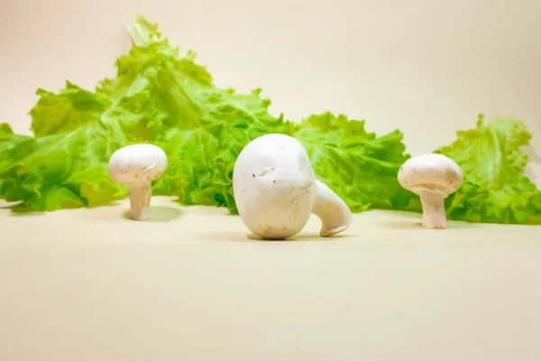 Verse Champignon Champignons Groene Sla Bladeren — Stockfoto