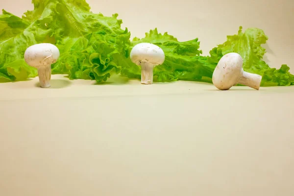 Verse Champignon Champignons Groene Sla Bladeren — Stockfoto