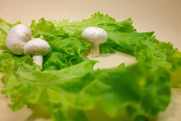 Verse Champignon Champignons Groene Sla Bladeren — Stockfoto