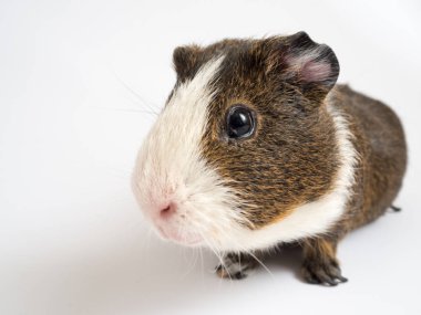 Sevimli kobay görünümünü kapat