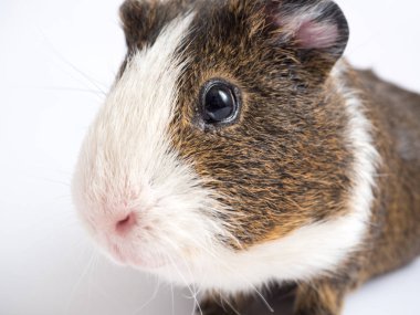 Sevimli kobay görünümünü kapat