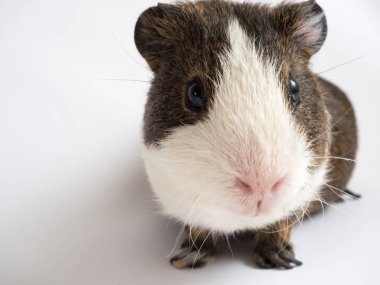 Sevimli kobay görünümünü kapat