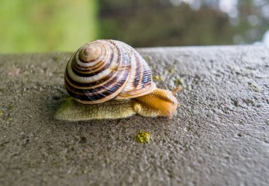 küçük güzel salyangoz, salyangoz kabuğu