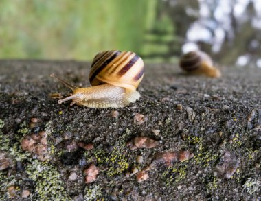 küçük güzel salyangoz, salyangoz kabuğu