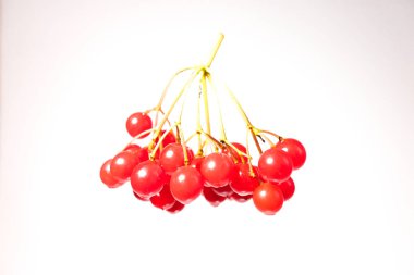 Beyaz zemin üzerine kartopu çilek görünümü kadar kapatın