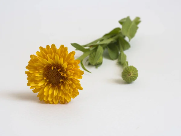 Beautiful yellow flower on white background