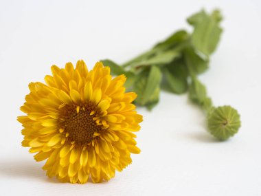 Beyaz arka planda güzel sarı çiçek