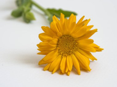 Beyaz arka planda güzel sarı çiçek