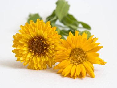 Beyaz arkaplanda güzel sarı çiçekler