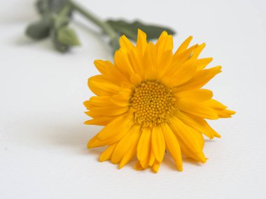 Beyaz arka planda güzel sarı çiçek