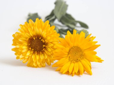 Beyaz arkaplanda güzel sarı çiçekler