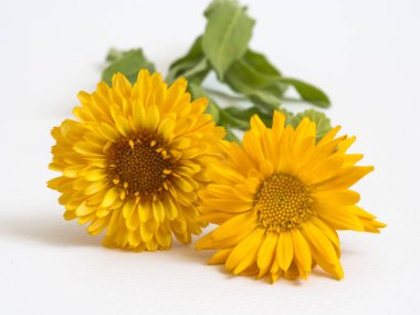 Beyaz arkaplanda güzel sarı çiçekler