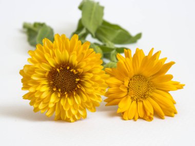 Beyaz arkaplanda güzel sarı çiçekler