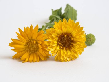 Beyaz arkaplanda güzel sarı çiçekler