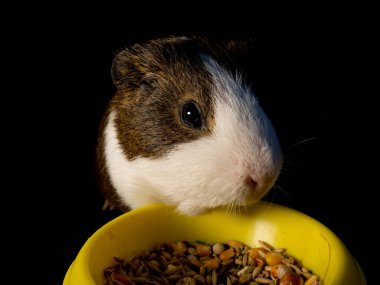 Sevimli kobay siyah arka plan üzerine kase besleme yakınındaki görünümünü kapat