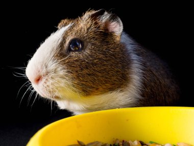 Sevimli kobay siyah arka plan üzerine kase besleme yakınındaki görünümünü kapat