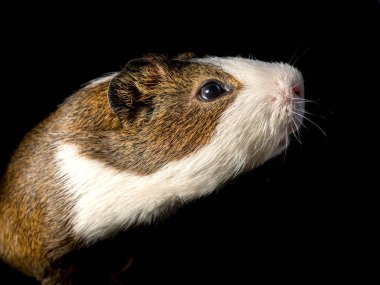 Sevimli kobay görünümü siyah arka plan üzerine kadar kapatın