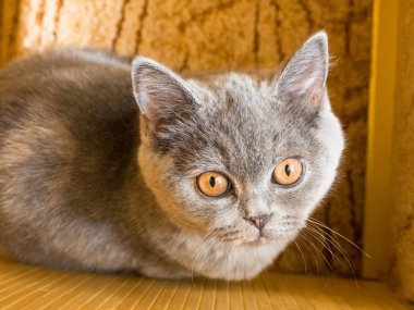 Close up view of cute grey kitten on wooden floor clipart