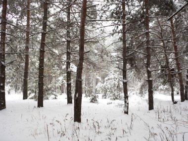 Karla kaplı sessiz çam ormanı