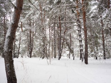 Karla kaplı sessiz çam ormanı