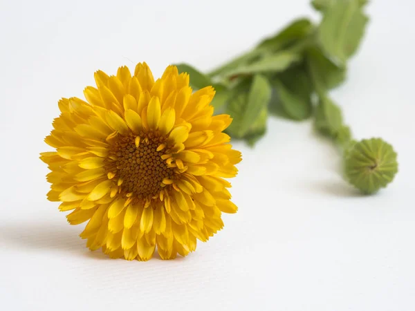 Beautiful yellow flower on white background